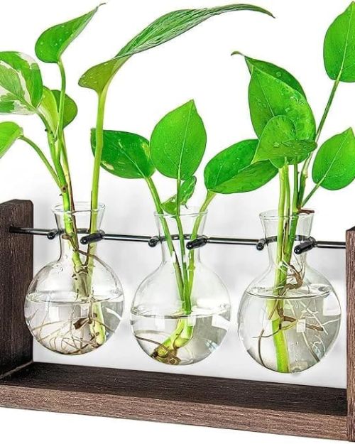 Plant Terrarium
