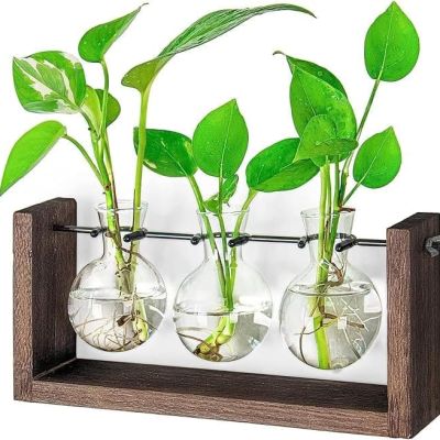 Plant Terrarium